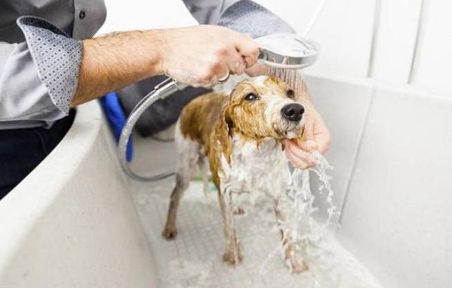 寵物美容價格 寵物美容價格