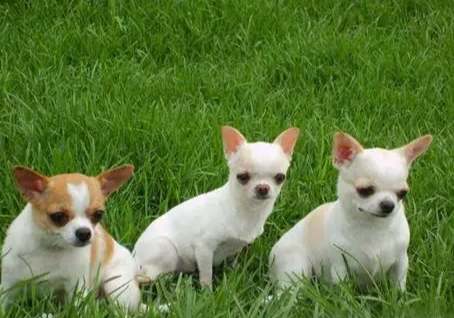 吉娃娃飼養 吉娃娃飼養