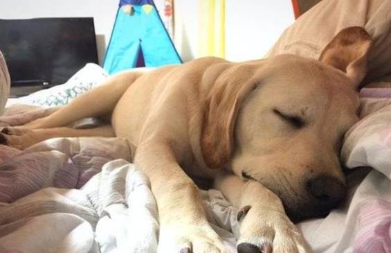 狗狗頭套睡覺技巧