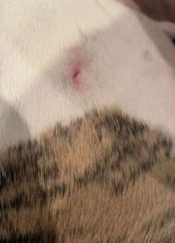 被狗咬小傷口處理 被狗咬小傷口處理