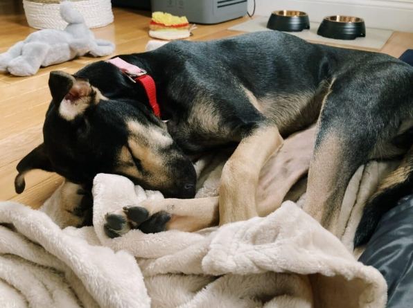 狗狗適應新環境 狗狗適應新環境