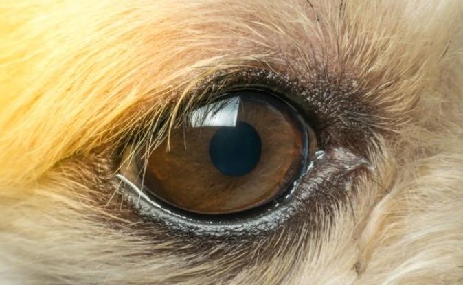 寵物眼部皮膚問題
