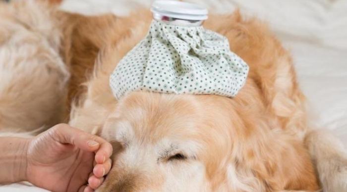 狗狗肺腺癌症狀