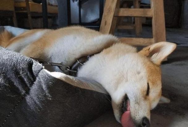 狗狗戴頭套適應方法