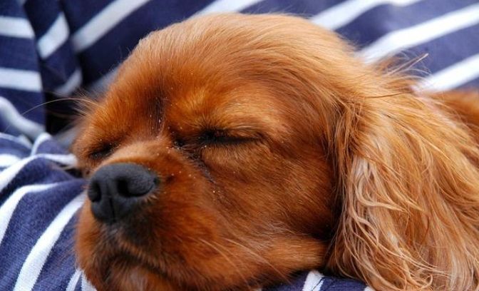 狗狗呼吸急促原因