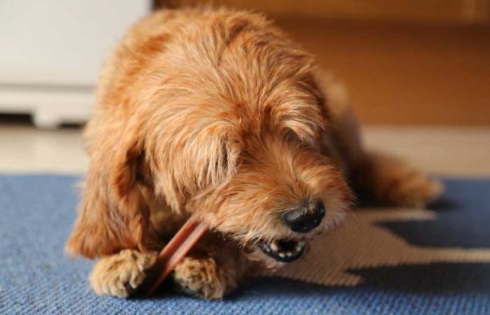 主人出門狗狗叫 主人出門狗狗叫