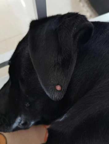 狗腦瘤早期症狀