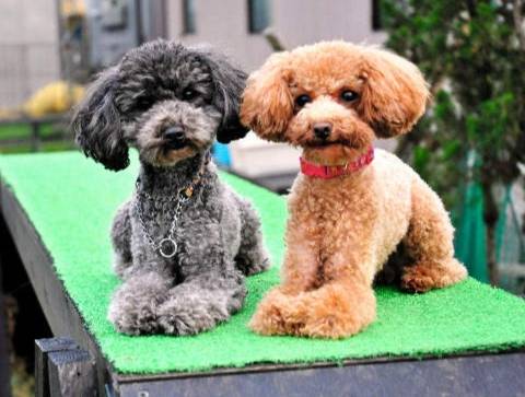 玩具貴賓體重管理 玩具貴賓體重管理