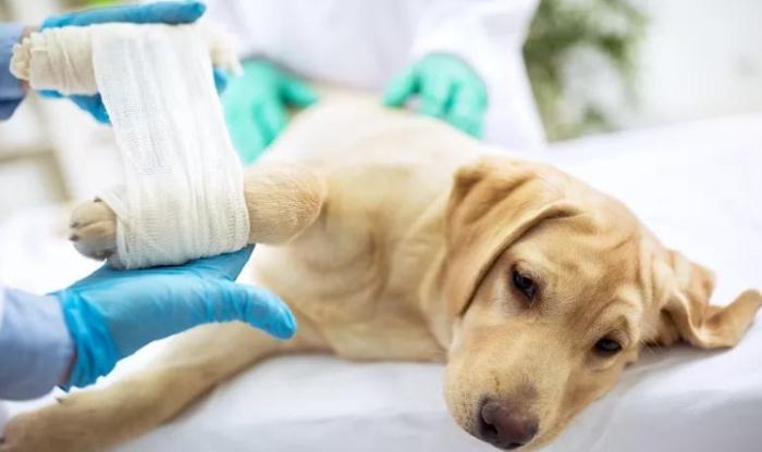 狗咬傷口急救 狗咬傷口急救