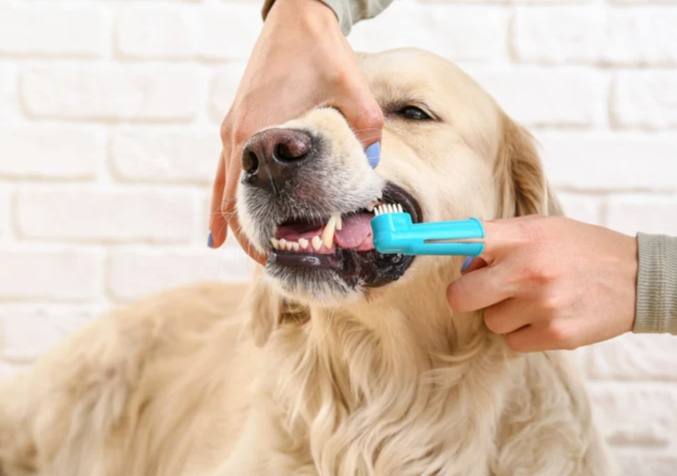 狗狗洗牙後吃什麼 狗狗洗牙後吃什麼