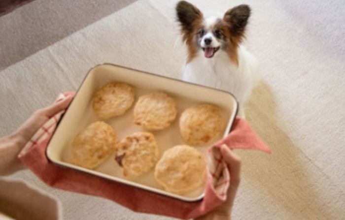 狗狗吃豆腐 狗狗吃豆腐