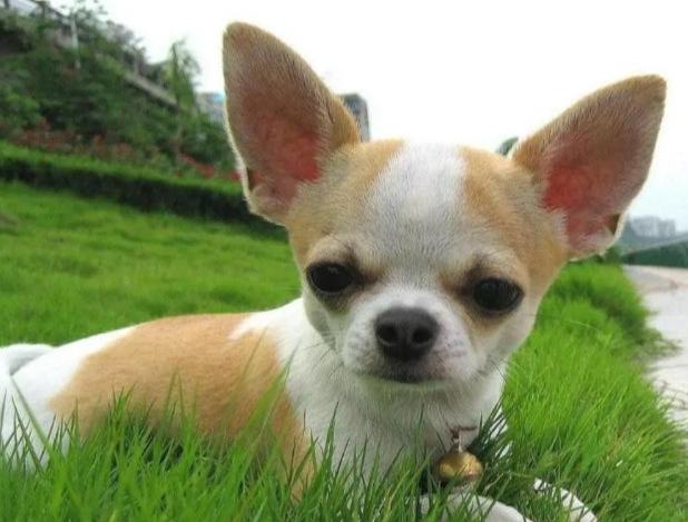 吉娃娃飼養問題 吉娃娃飼養問題