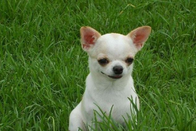 吉娃娃飼養問題 吉娃娃飼養問題