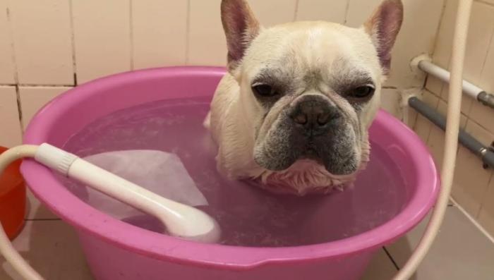 法國鬥牛犬洗澡