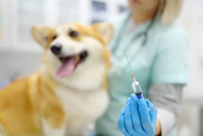 幼犬疫苗時間表