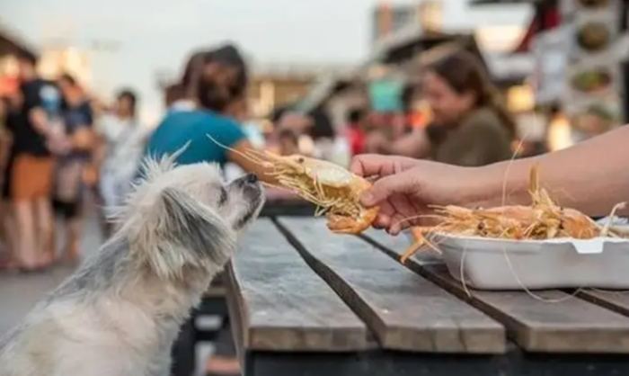 狗狗蝦過敏症狀 狗狗蝦過敏症狀