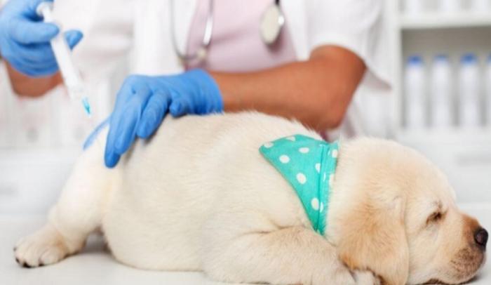 五合一疫苗副作用 五合一疫苗副作用