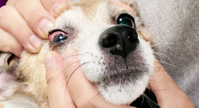 狗狗眼睛周圍紅紅的原因