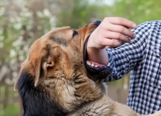 被狗咬處理方法