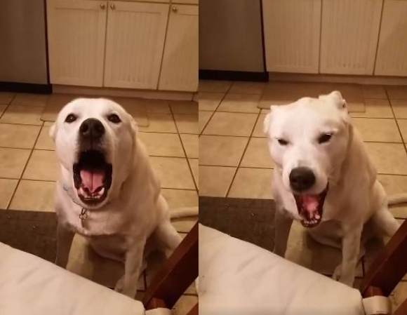 狗狗吠叫原因 狗狗吠叫原因