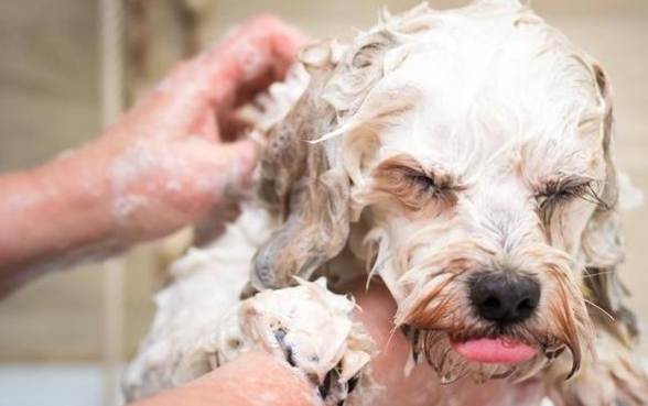 狗狗生病洗澡注意事項 狗狗生病洗澡注意事項