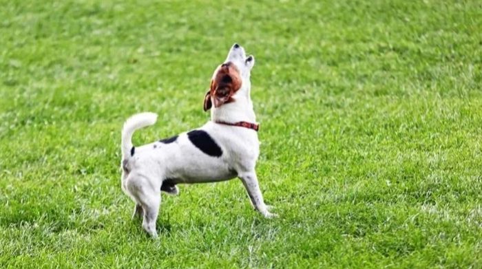 狗狗吠叫原因 狗狗吠叫原因