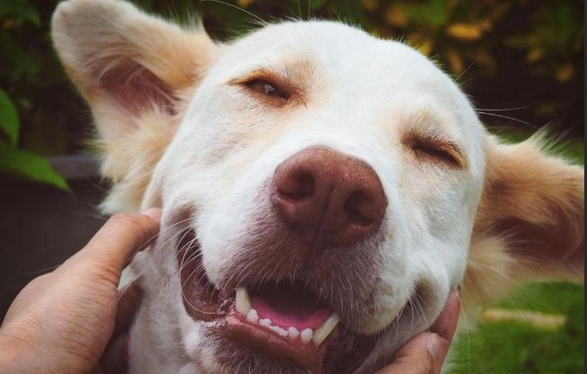 寵物狗陪伴指南 寵物狗陪伴指南