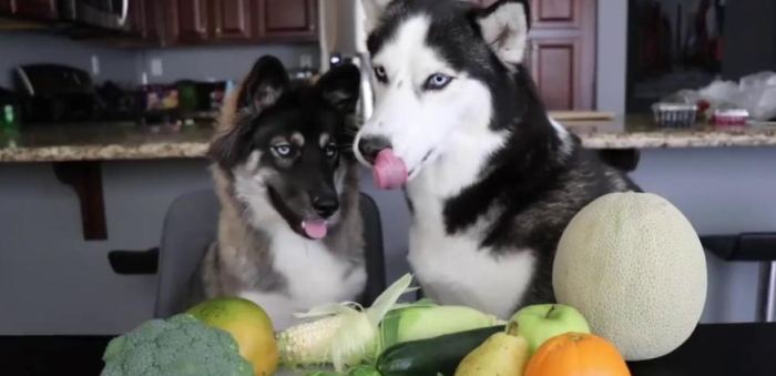 狗狗吃高麗菜 狗狗吃高麗菜