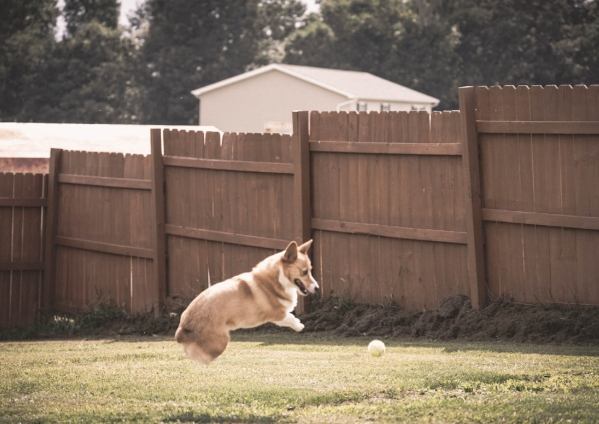 狗狗分離焦慮 狗狗分離焦慮