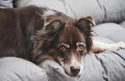 報警處理狗叫 報警處理狗叫