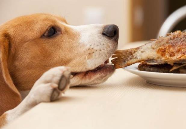 狗狗吃海帶 狗狗吃海帶