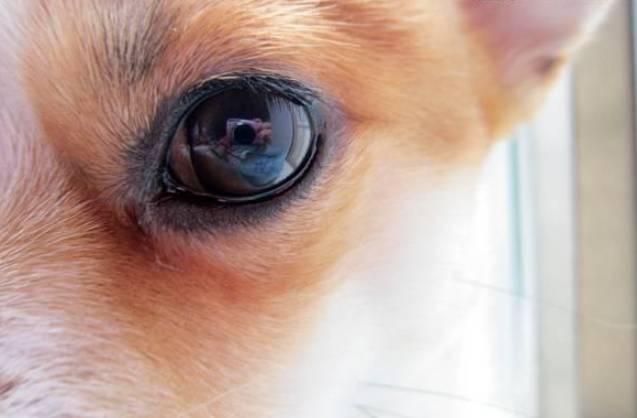 寵物眼部皮膚問題