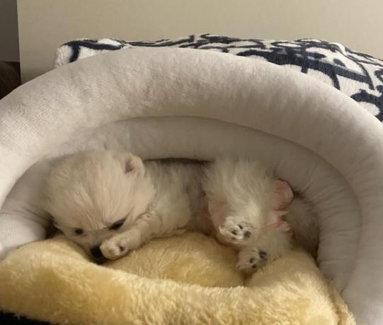 寵物行為訓練 寵物行為訓練