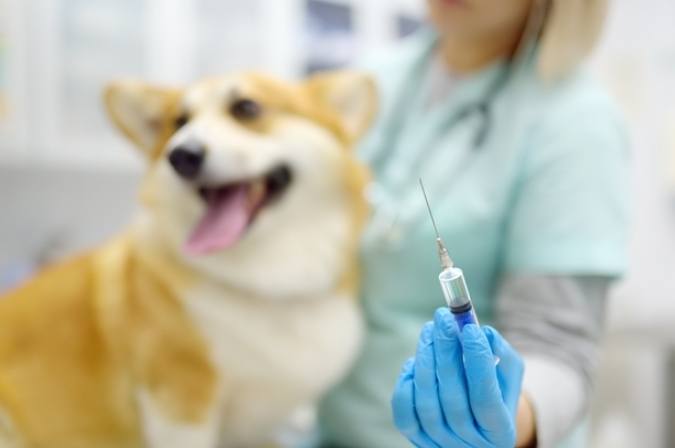 幼犬疫苗時間表