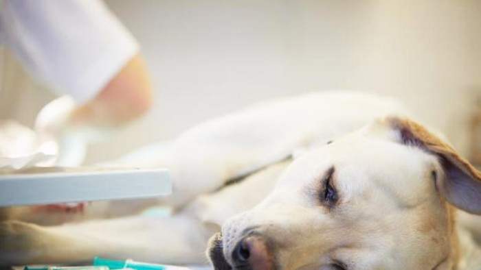 狗狗肺腺癌診斷