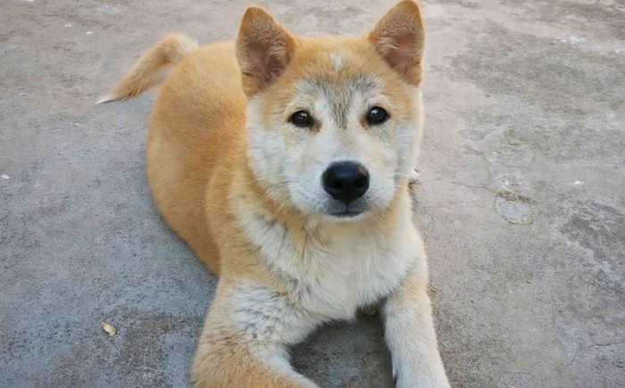 花生對狗的影響 花生對狗的影響