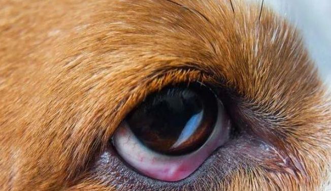 狗狗眼睛紅腫治療