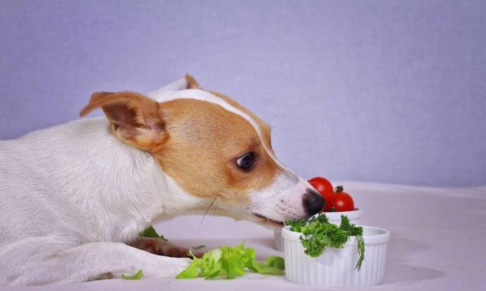 高麗菜對狗狗好處 高麗菜對狗狗好處