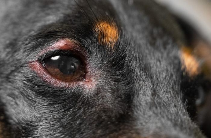 狗眼周發炎症狀
