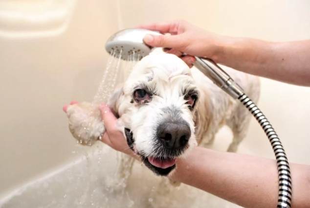 狗洗頭注意事項