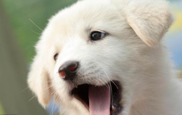 狗睡眠正常範圍 狗睡眠正常範圍