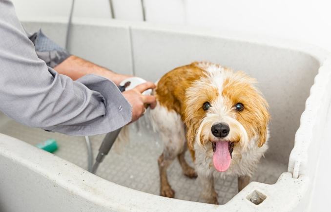 狗洗澡費用 狗洗澡費用