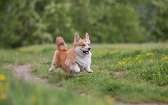 被狗咬小傷口處理 被狗咬小傷口處理