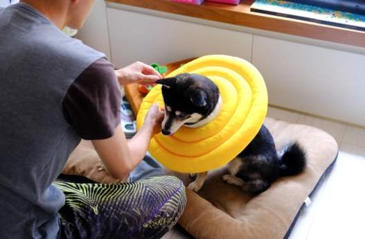 狗狗頭套適應方法 狗狗頭套適應方法