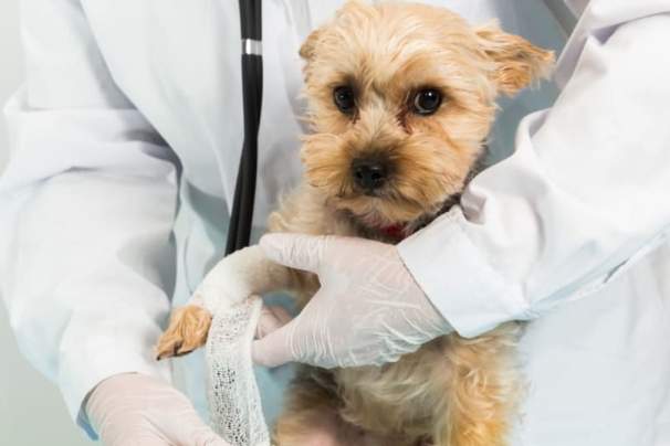 狗狗結紮手術費用