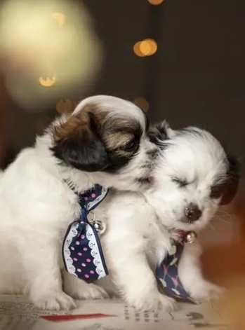 寵物行為訓練 寵物行為訓練