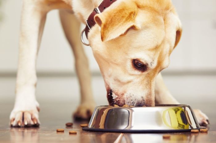 狗狗洗牙飲食注意 狗狗洗牙飲食注意