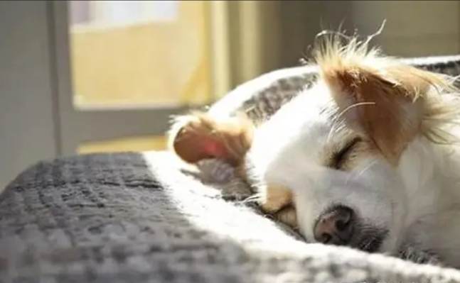 老年狗精神不振