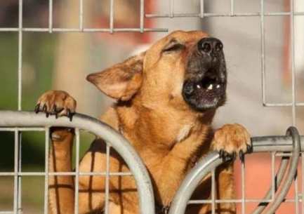 主人不在狗狗叫 主人不在狗狗叫