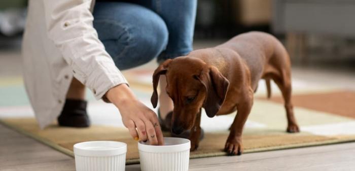 狗狗蝦過敏症狀 狗狗蝦過敏症狀